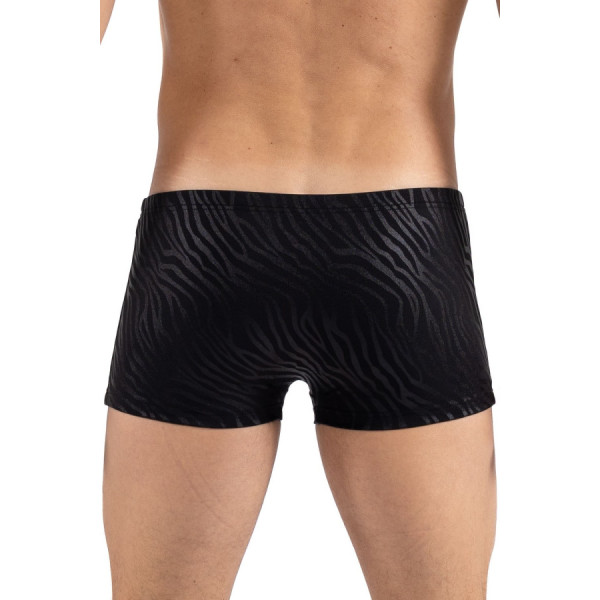 Boxer noir & gold Zebra 